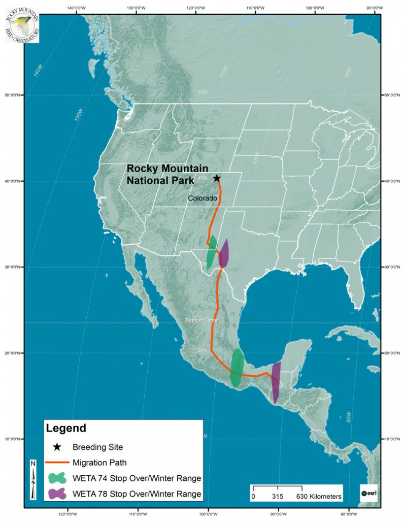 Investigating Migration of Tanagers and Thrushes – Connecting People ...