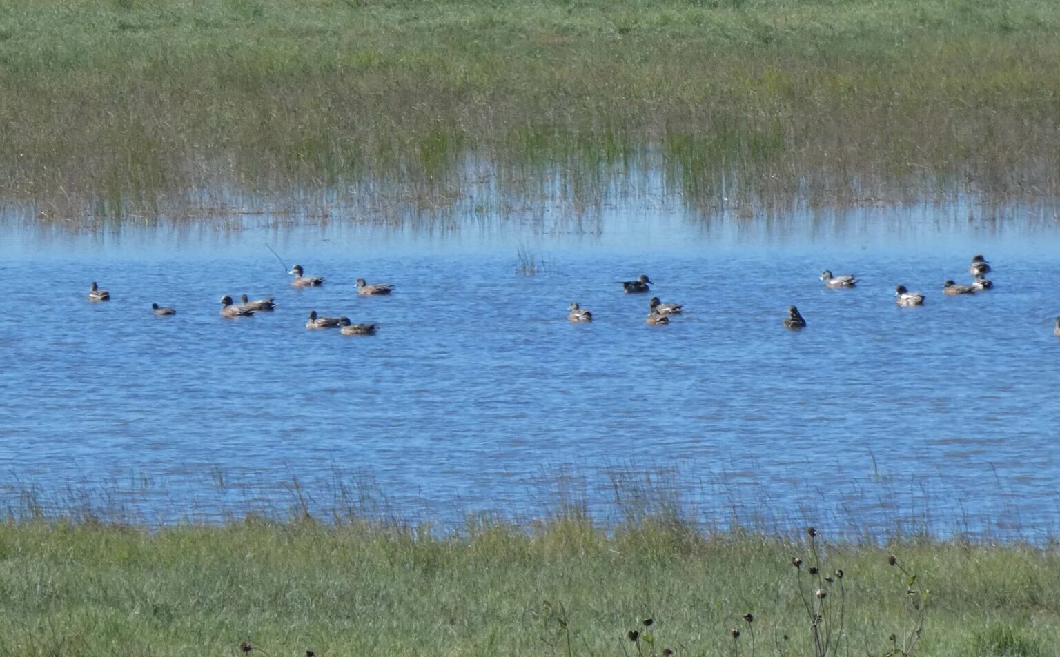 Playa Lakes – Connecting People, Birds and Land for a Healthy World