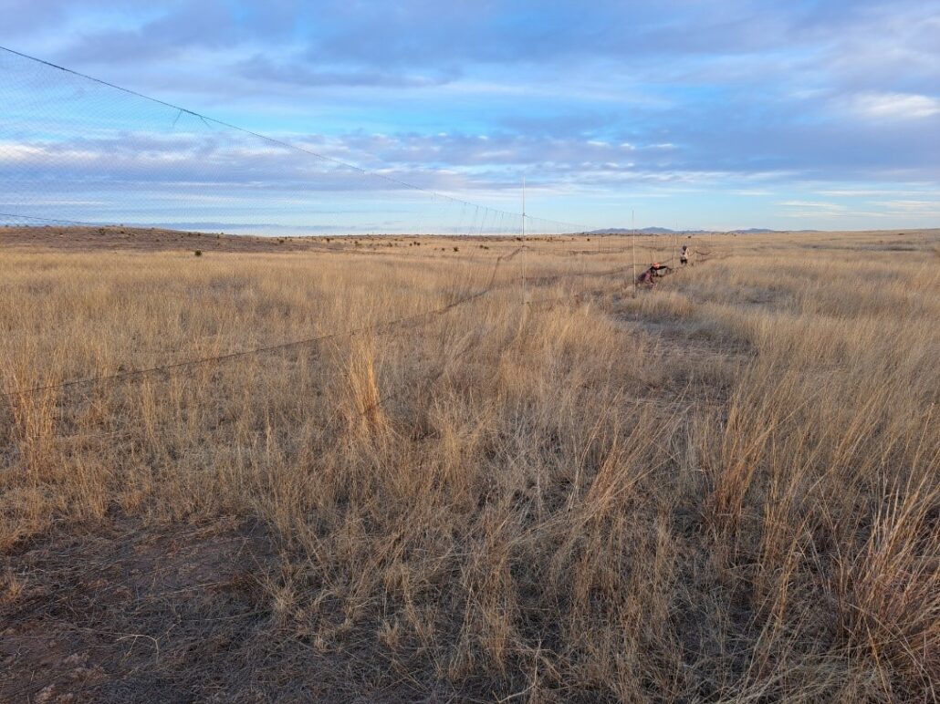 Winter Grassland Bird Tagging in Far West Texas – Connecting People ...